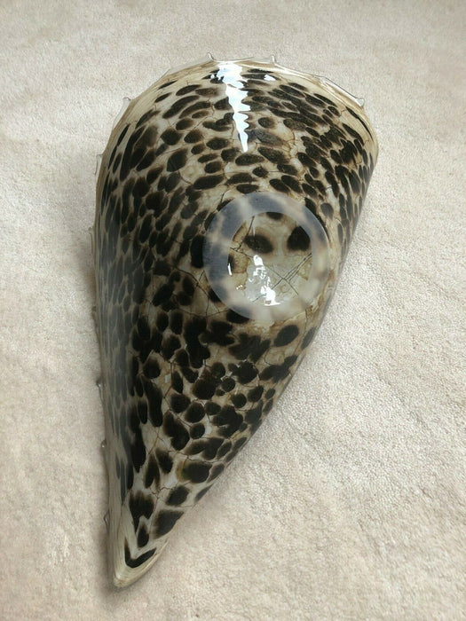 Glass SHELL ORNAMENT Collectable Brown Leopard spots.